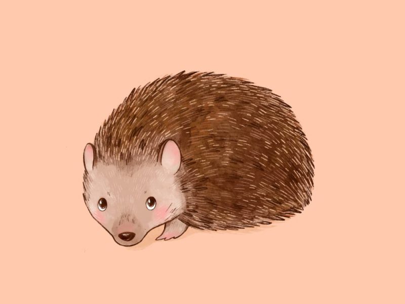 18. La storia di Biri&nbsp;Biri